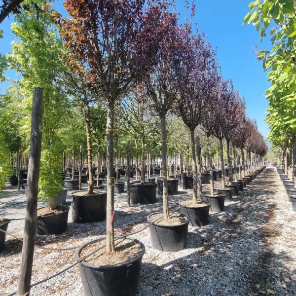 Prunus cerasifera 'Nigra' (Okrasna rdečelistna sliva)