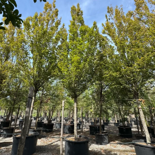 Carpinus betulus 'Fastigiata' (Stebrasti gaber)