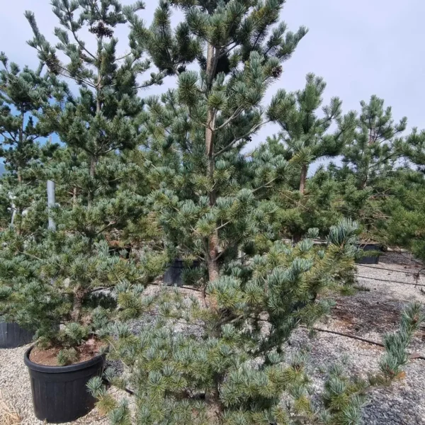 Pinus parviflora Negishi