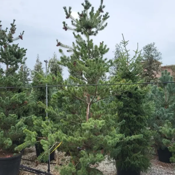 Pinus parviflora Negishi