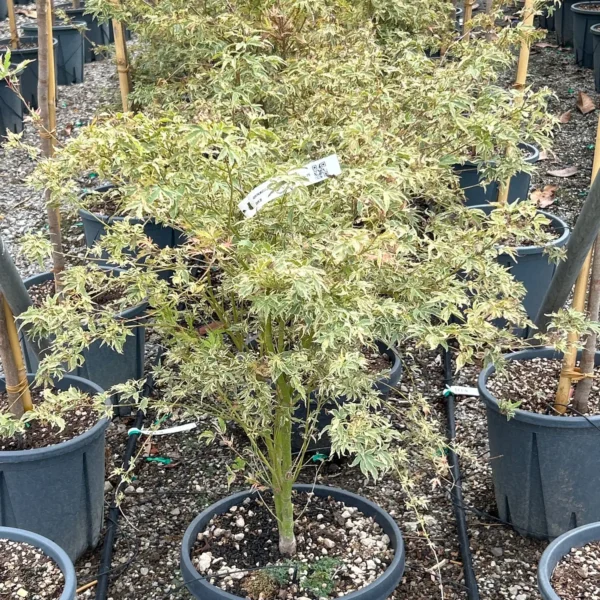Acer palmatum 'Butterfly' (Pahljačasti javor)