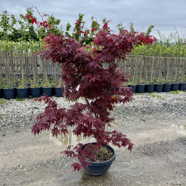Acer palmatum 'Atropurpureum' (Rdečelistni pahljačasti javor)