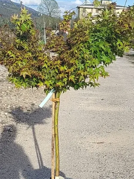 Acer palmatum 'Little Princess' (Pahljačasti javor na steblu)