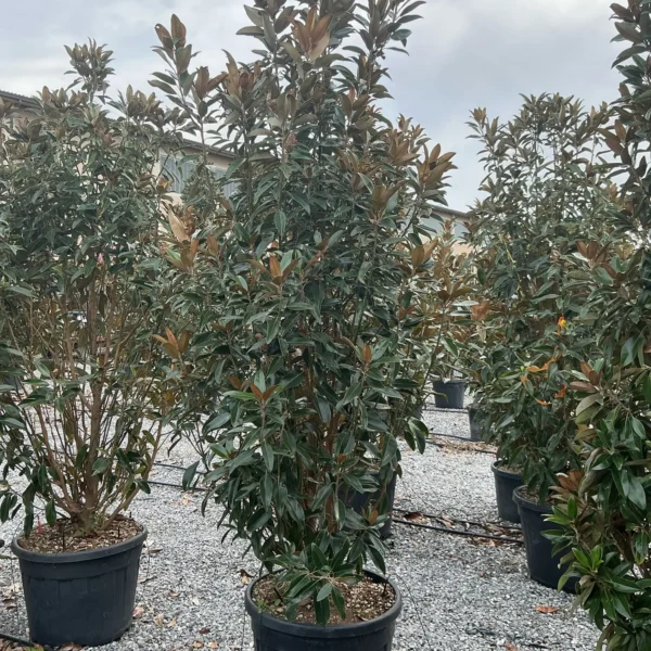 Magnolia grandiflora 'Alta' (Velikocvetna magnolija)