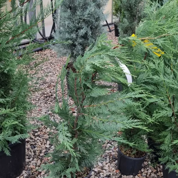 Cupressocyparis leylandii (Lejlandova cipresa)