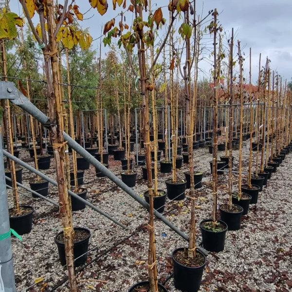 Aesculus hippocastanum 'Baumanii' (Divji kostanj)