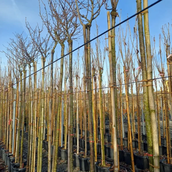 Prunus sargentii (Sargentova češnja)