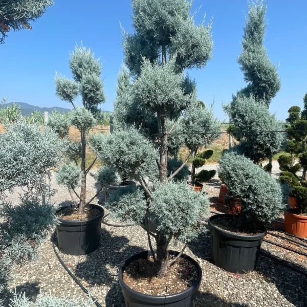 Cupressus arizonica 'Fastigiata' (Arizonska cipresa - POMPONS)