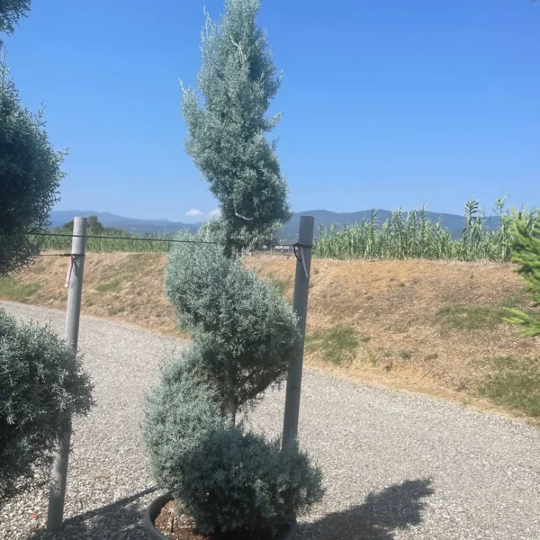 Cupressus arizonica 'Fastigiata' (Arizonska cipresa - POMPONS)
