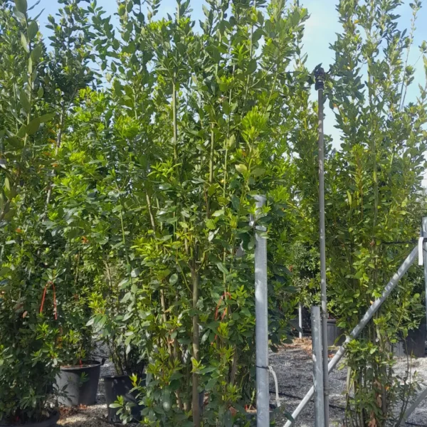 Laurus nobilis (Navadni lovor)