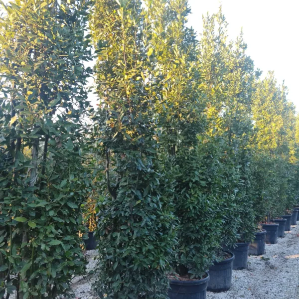 Laurus nobilis (Navadni lovor)