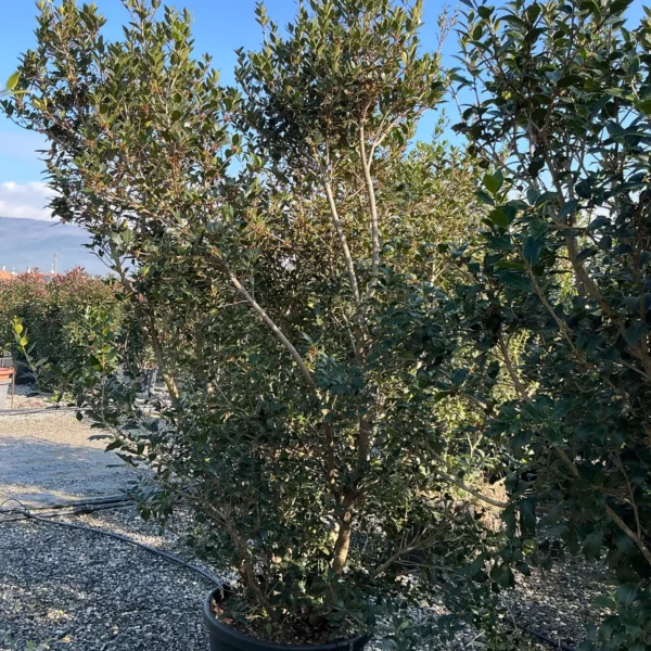 Osmanthus heterophyllus – EXTRA soliter | zimzelena arhitekturna oblika | limited availability