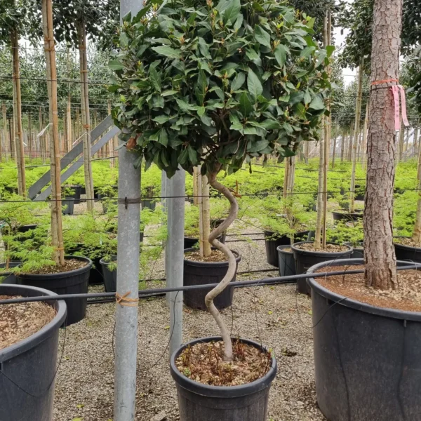 Laurus nobilis (Navadni lovor na steblu)