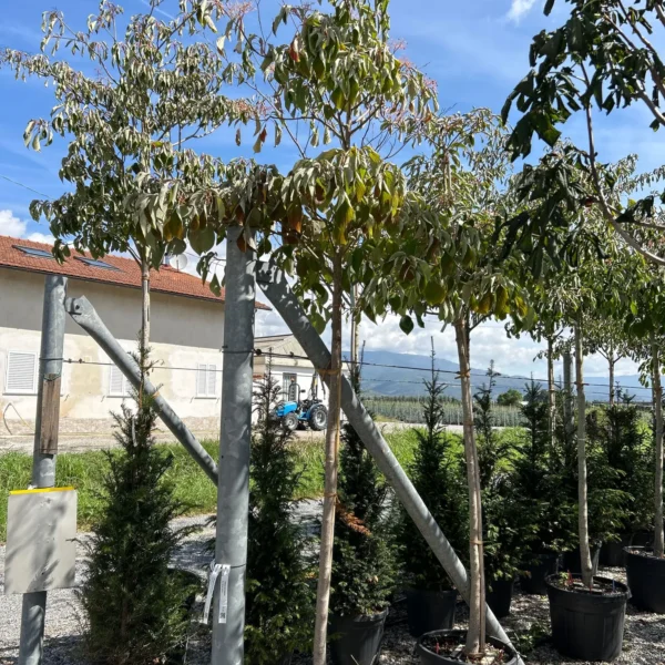 Cornus controversa (Pisanolistni dren)