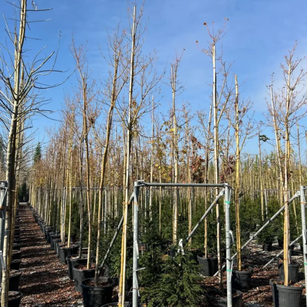 Acer davidii (Davidov javor)