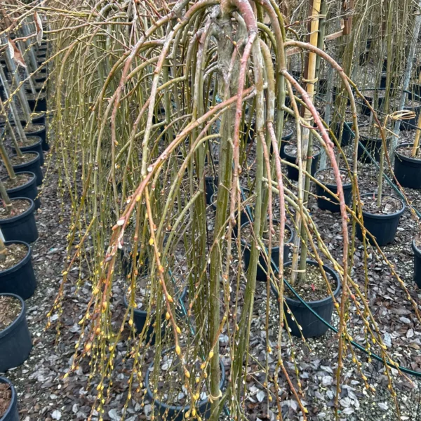 Salix caprea 'Pendula' (Povešava vrba iva)