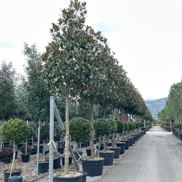 Magnolia grandiflora ‘Galissonniensis’ – EXTRA | limited availability (Velecvetna magnolija)