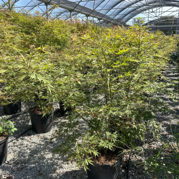 Acer palmatum ‘Suminagashi’ – (Japonski pahljačasti javor)