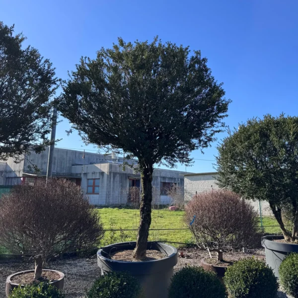 Buxus sempervirens (Pušpan)