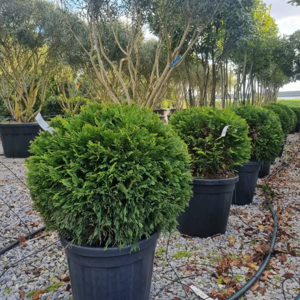 Cupressocyparis leylandii 'Gold Rider ' (Leylandova cipresa)