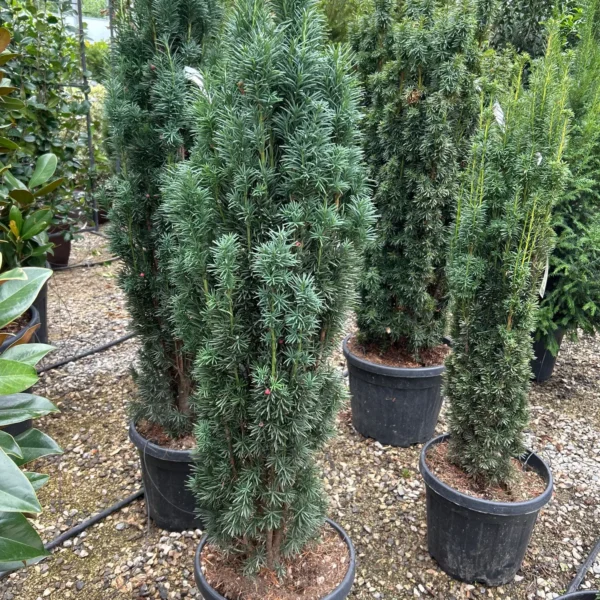 Taxus baccata 'Fastigiata' (Stebrasta tisa)