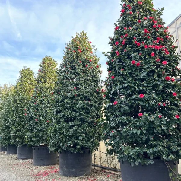 Camellia japonica ‘Gloire de Nantes’ – EXTRA | kolekcijski soliter (Kamelija)