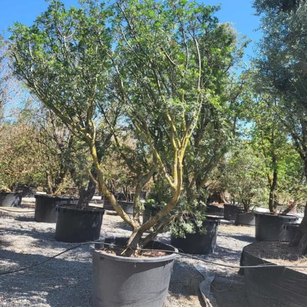 Pistacia lentiscus – mastikovec | zimzelena sredozemska posebnost