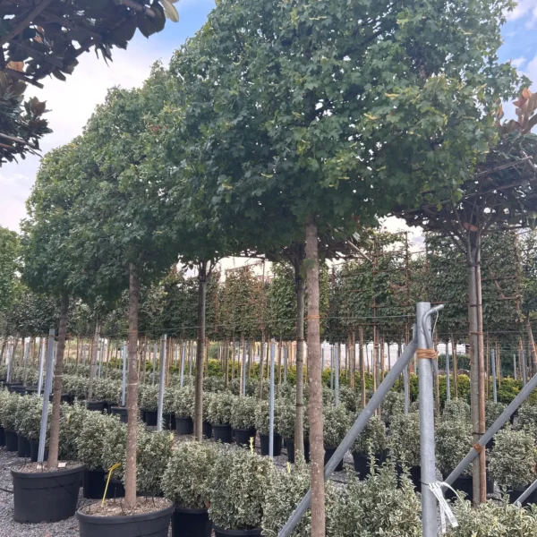 Acer campestre (Poljski javor, maklen)