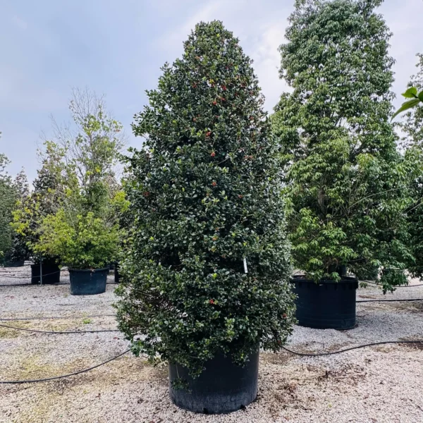 Ilex aquifolium 'Nr.1' (Bodika/Božje drevesce)