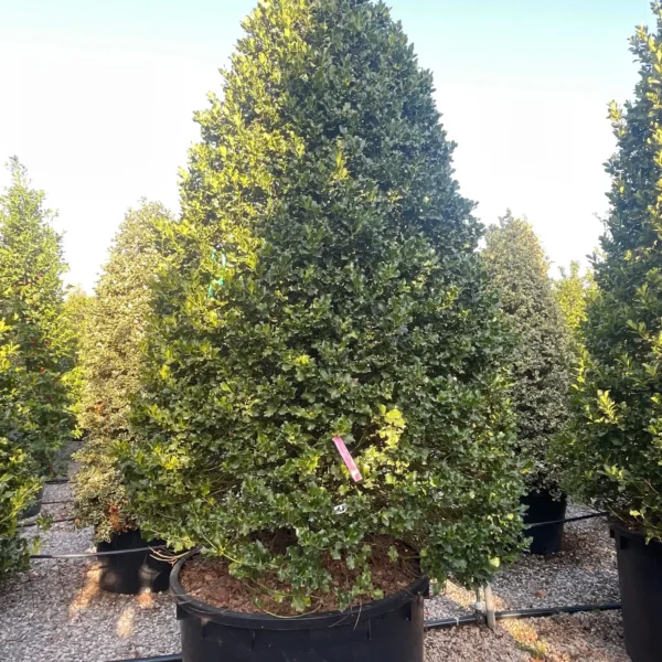 Ilex aquifolium 'Nr.1' (Bodika/Božje drevesce)