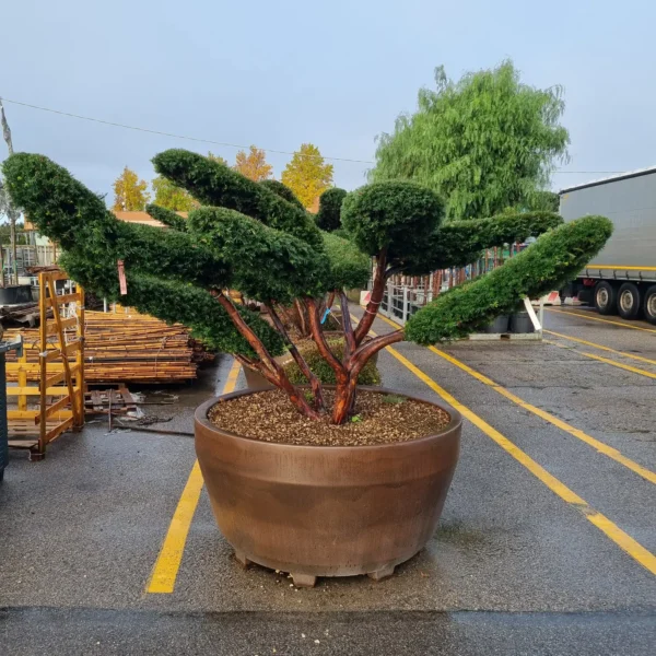 Taxus baccata (Navadna tisa)