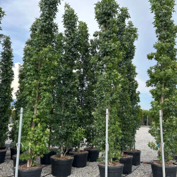 Liquidambar styraciflua 'Slender Silhouette' (Stebrasti ambrovec)