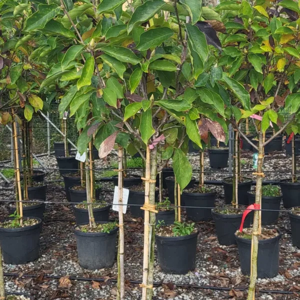 Magnolia x soulangeana (Soulangeeva magnolija)