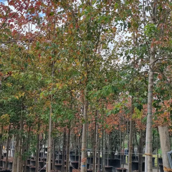 Acer buergerianum (Trizobi javor)