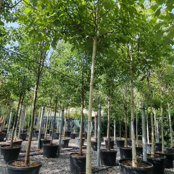 Juglans regia (Navadni oreh)