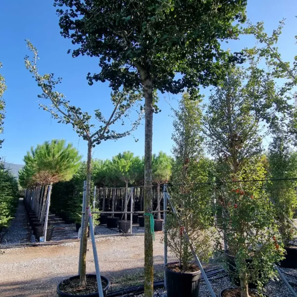 Ginkgo biloba 'Mariken' (Kroglasti ginko)