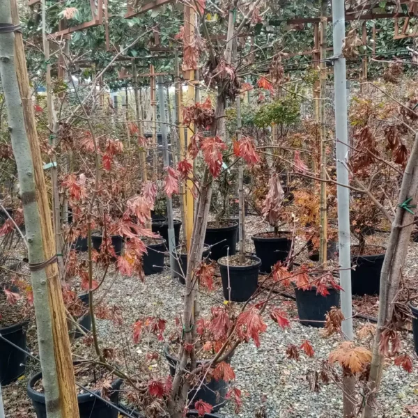 Acer japonicum 'Aconitifolium' (Japonski javor)