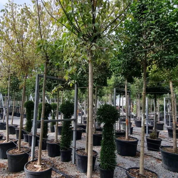 Acer negundo 'Flamingo' (Pisanolistni ameriški javor)