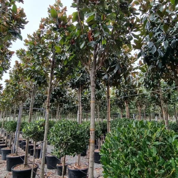 Magnolia Grandiflora 'François Treyve' (Velikocvetna Magnolija 'François Treyve')