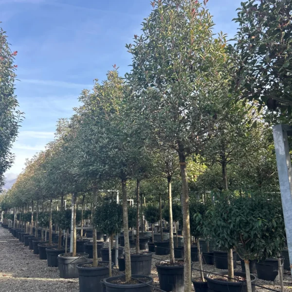 Photinia fr. 'Pink Marble' (Fotinija na steblu)