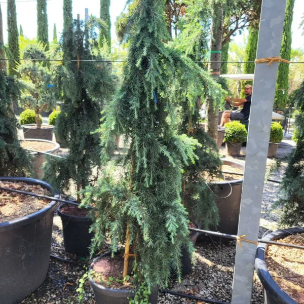 Cedrus deodara 'Feelin Blue' (Himalajska cedra)