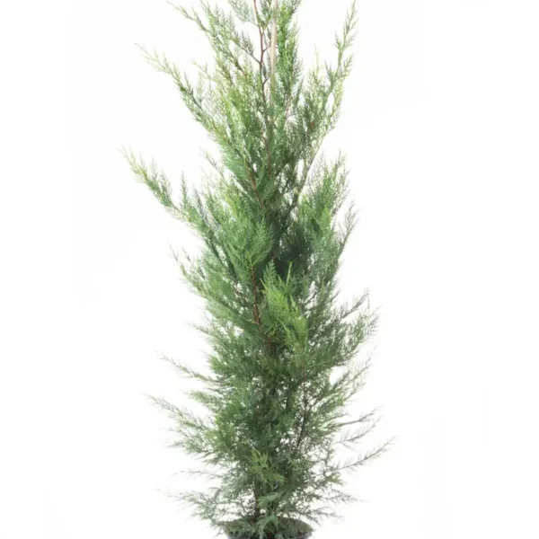 Cupressocyparis leylandii (Lejlandova cipresa)