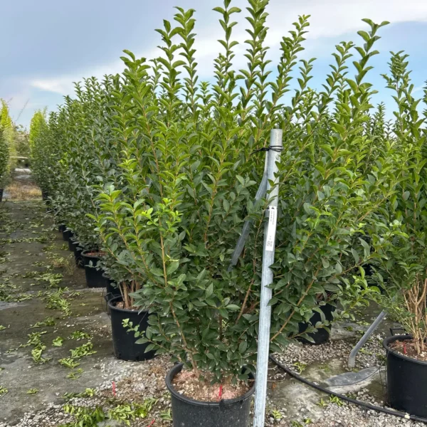 Ligustrum ovalifolium (Jajčastolistna kalina)