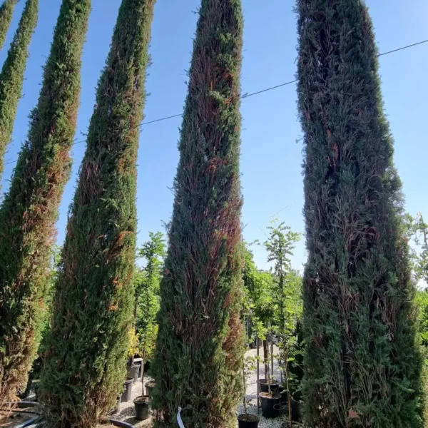Cupressus sempervirens 'Pyramidalis' (Stebrasta cipresa)