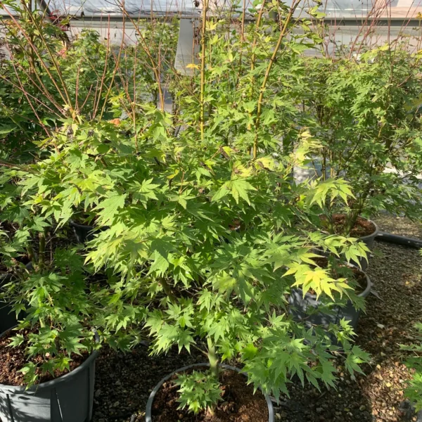 Acer palmatum 'Orange Dream' (Pahljačasti javor)
