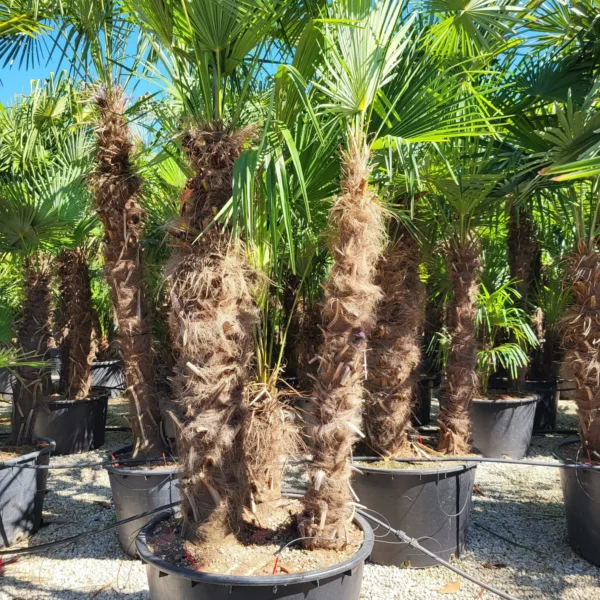 Trachycarpus fortunei (Palma - Visoka žumara)