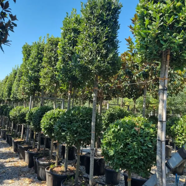 Laurus nobilis (Navadni lovor)