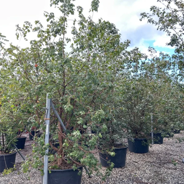 Acer campestre (Poljski javor, maklen)