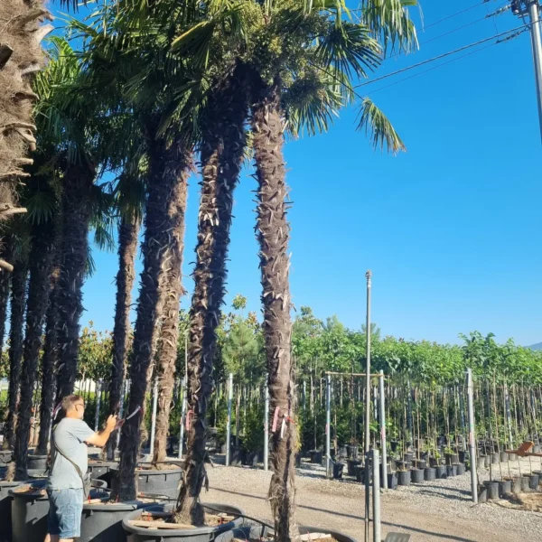 Trachycarpus fortunei (Palma - Visoka žumara)