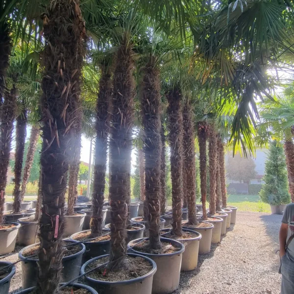 Trachycarpus fortunei (Palma - Visoka žumara)